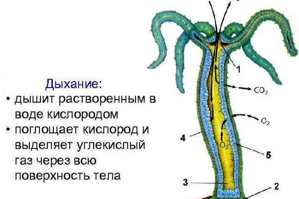 Кракен не работает сайт